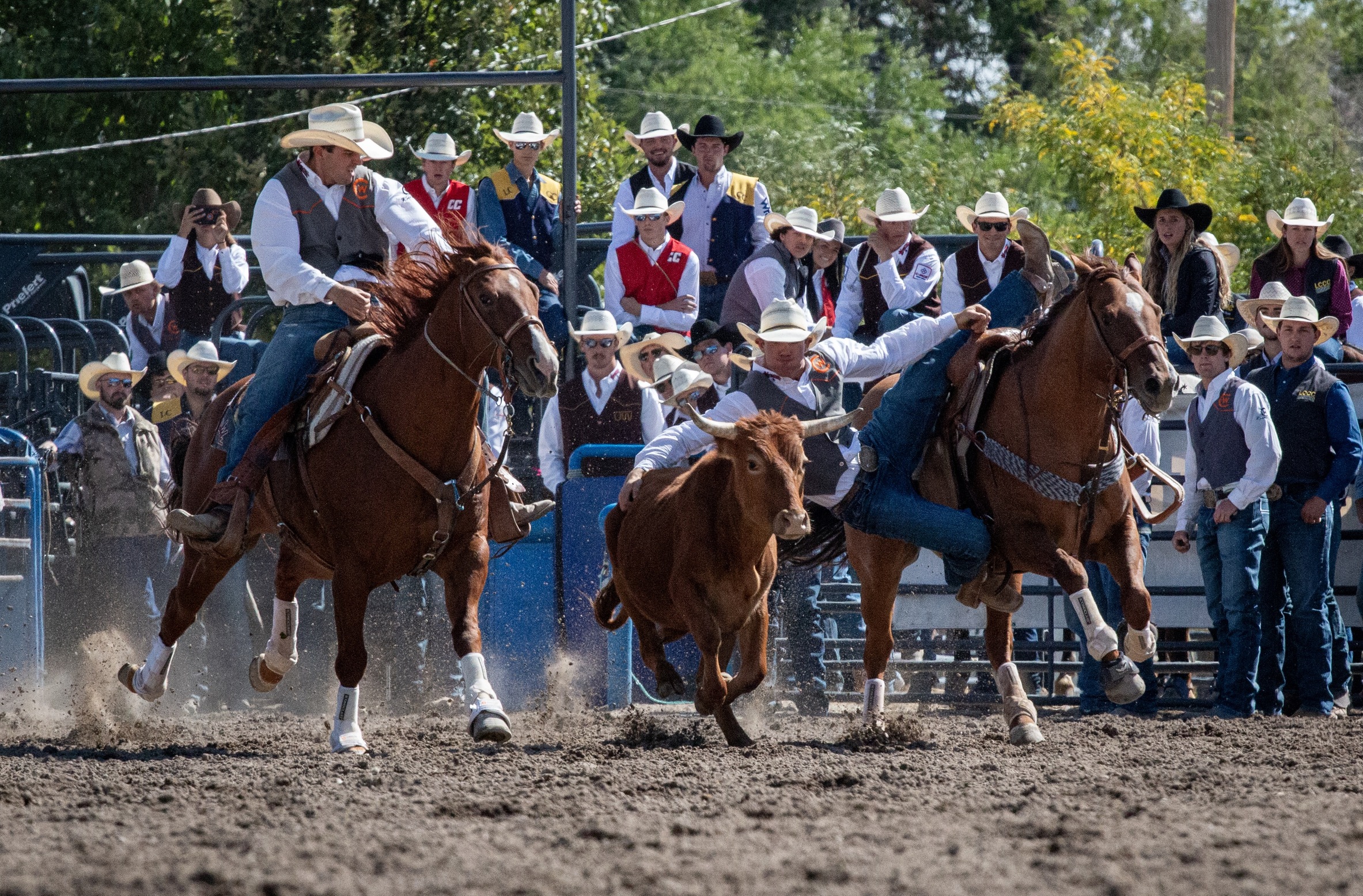 Men's Rodeo Dominates in Fort Collins Competition